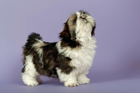 Shih Tzu puppy