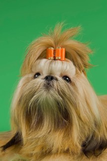 Shih Tzu female