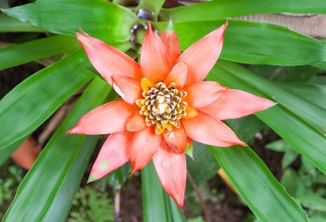Bromelia