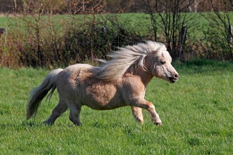 Mini Shetland pony