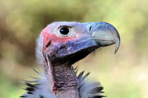 Lappet-faced Vulture (Aegypius tracheliotus syn Torgos tracheliotus)