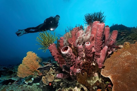 Divers looking at coral reef with various Sea lilies (Crinoidea) and red tube sponge (Cripbrochalina olemda)