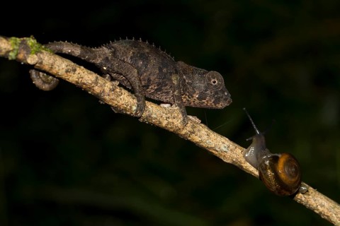 Short-horned Chameleon (Calumma brevicornis)