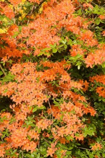 Orange flowering Rhododendron (Rhododendron molle)