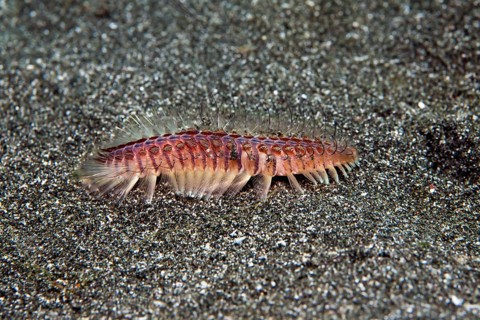 Golden fire worm (Chloeia flava)