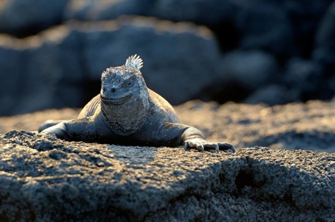 Marine Iguana (Amblyrhynchus cristatus) perched on the rocks