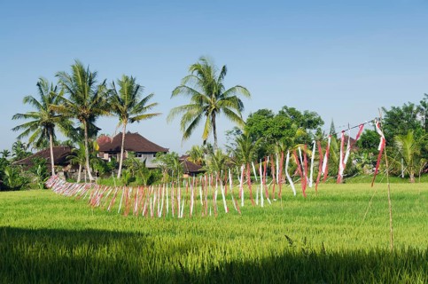 Colorful plastic bands scaring away birds on a rice field