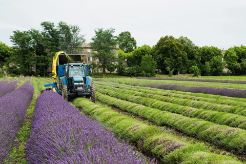 Lavender harvest