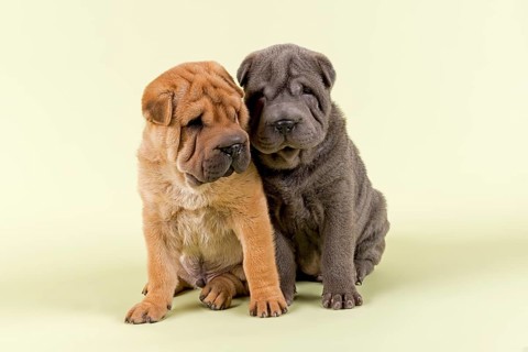 Two Shar-Pei puppies