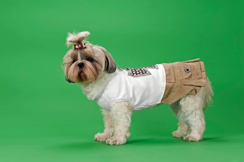 Shih-Tzu dog