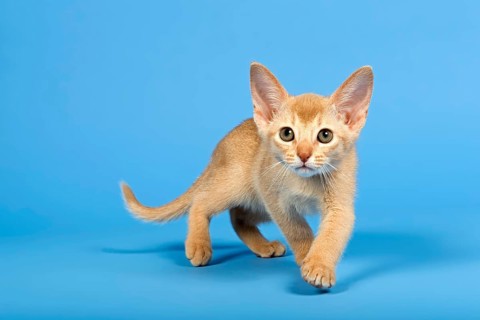 Abyssinian kitten