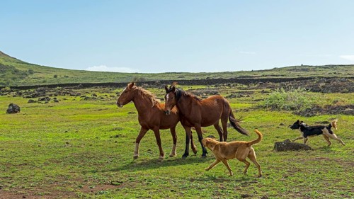 Horses and dogs