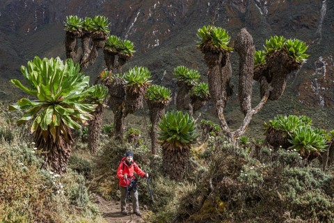 Woman hiking beside Giant Groundsels (Dendrosenecio) in the Rwenzori Mountains