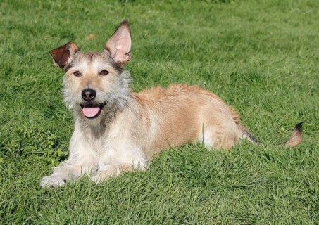 Podenco Terrier crossbreed lying on grass