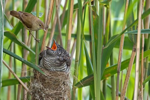 Cuckoo (Cuculus canorus)