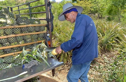 Old man cutting a pineapple on a plantation