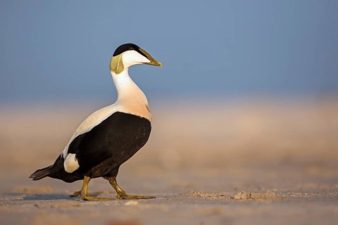 Common Eider (Somateria mollissima)