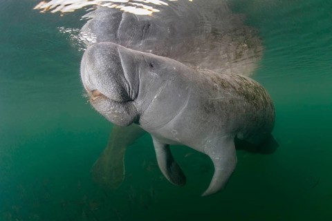 West Indian Manatee (Trichechus manatus)