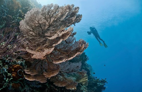 Diver