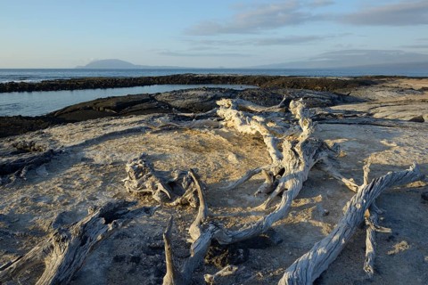 Drift wood on the beach at Punta Espinosa