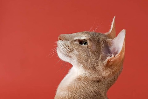 Oriental Shorthair cat