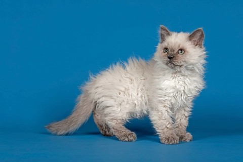 Selkirk Rex kitten