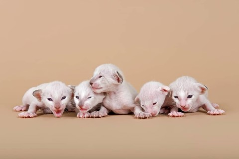 Siamese kitten