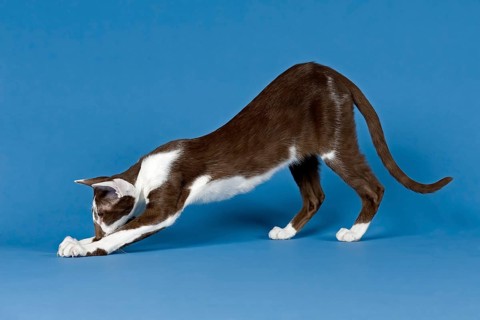 Pedigree cat