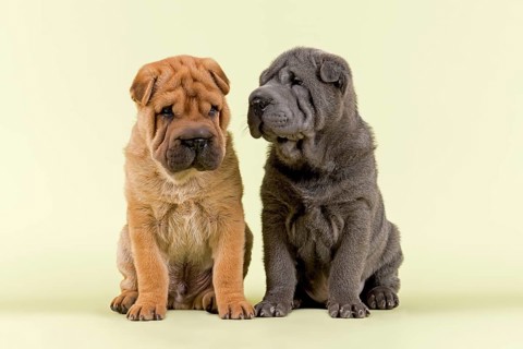 Two Shar Pei puppies