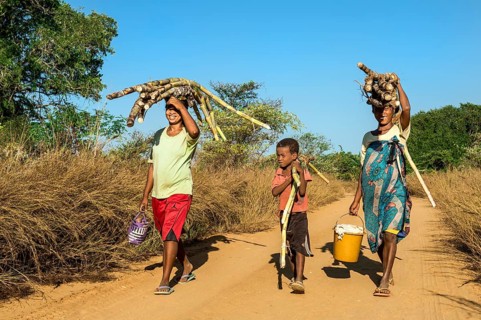 Two Malagasy women and a boy walking on the road and carrying sugar cane on their heads
