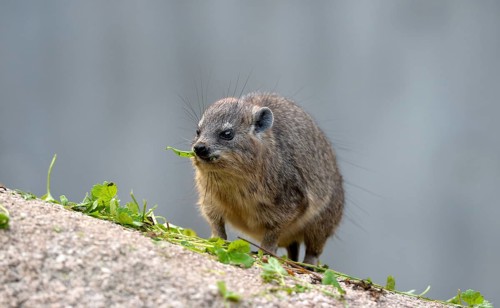 Rock Hyrax (Procavia capensis)