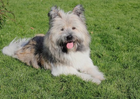 Great Elo dog