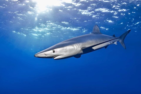 Blue shark (Prionace glauca)