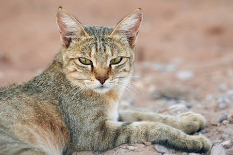 African Wildcat (Felis silvestris lybica) adult