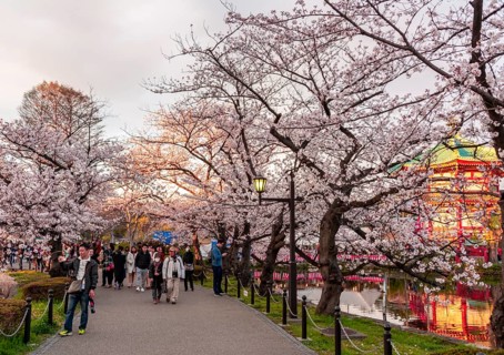 Crowd under cherry blossoms at Shinobazu Pond