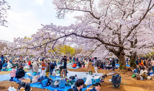 Japanese picnic under cherry blossoms in Yoyogi Park at Hanami Fest