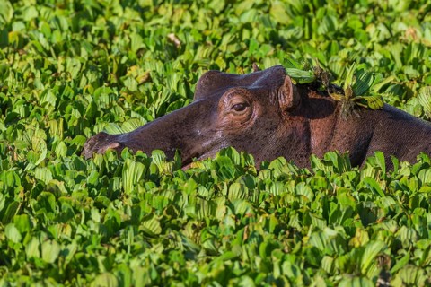 Hippopotamus (Hippopotamus amphibius) in a pond covered with water lettuce