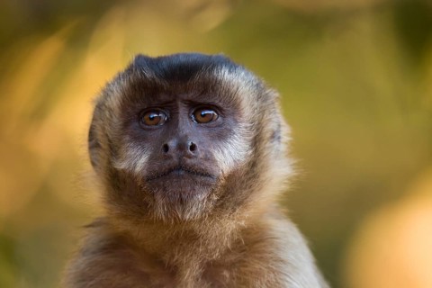 Tufted Capuchin (Cebus apella)