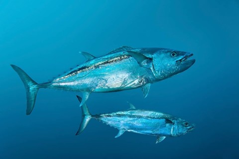 Dogtooth Tunas (Gymnosarda unicolor)