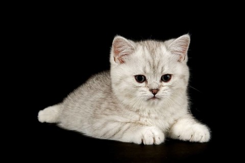 Selkirk Rex