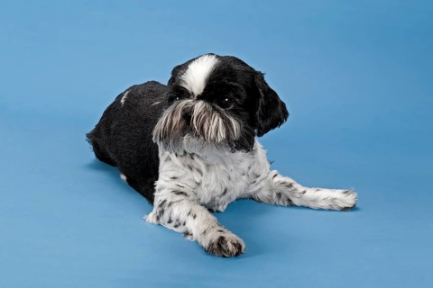 Shih Tzu