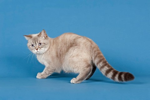 Selkirk Rex cat