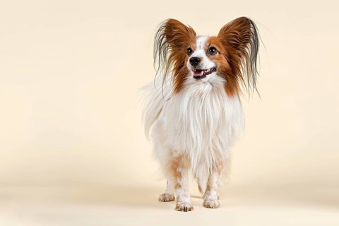 Papillon dog