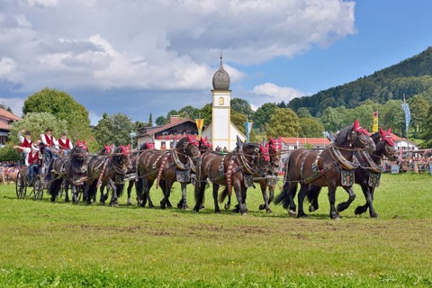 Ten-horse carriage with Noric horses from Frankenhardt