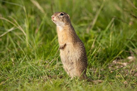 European Ground Squirrel or European Souslik (Spermophilus citellus)