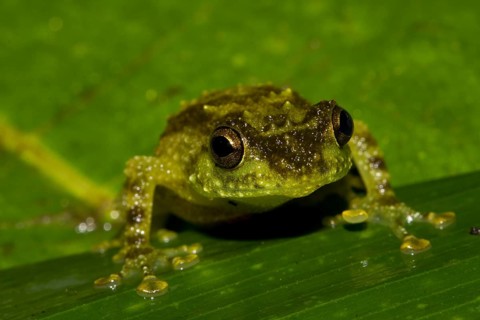 Boulenger's Giant Treefrog (Platypelis grandis) in the rainforest of Marojejy