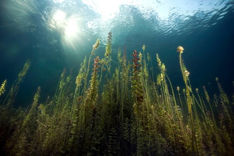 Underwater plants near the shore of a small lake