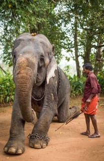 Asian Elephant (Elephas maximus)