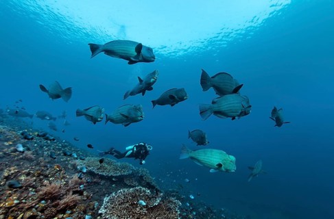 Diver observing a swarm of Green humphead parrotfish (Bolbometopon muricatum) swimming over a coral reef