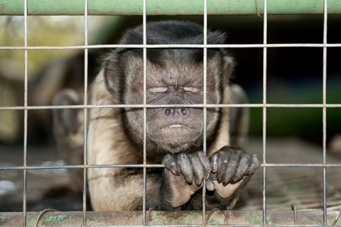 Capuchin Monkey (Cebinae sub-family)